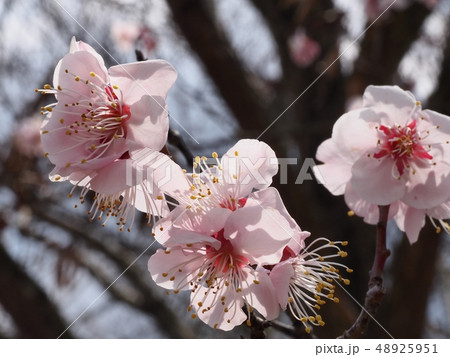 ピンク色の梅の花 梅の花 紅冬至 梅  48925951