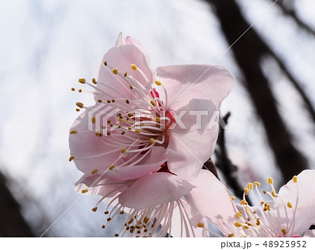 ピンク色の梅の花 梅の花 紅冬至 梅  48925952
