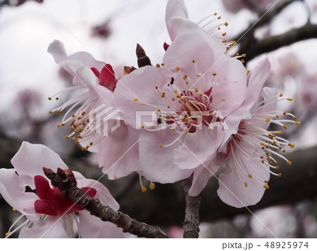 ピンク色の梅の花 梅の花 紅冬至 梅 の写真素材
