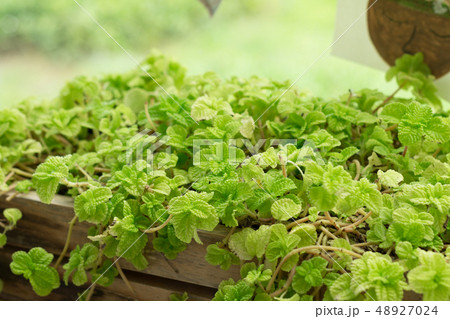 little plant in small flowerpot for garden 48927024
