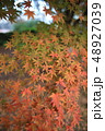 小石川植物園の紅葉 48927039