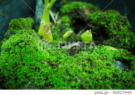 Green moss in nature that growing in the orchid 48927040