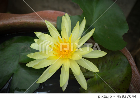 Yellow water lily flower or lotus flower in the Yellow water lily flower or lotus flower in the 48927044