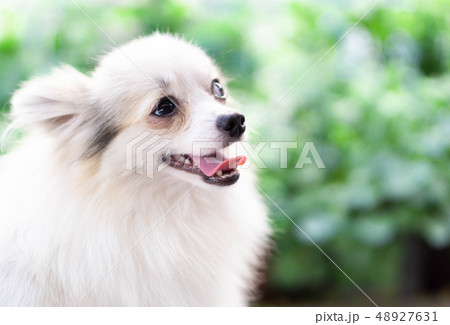 Closeup face of puppy pomeranian looking 48927631