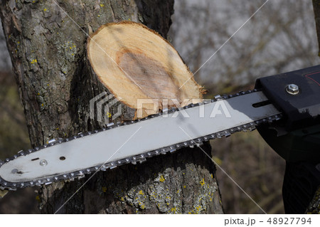 sawn electric sawing tree 48927794