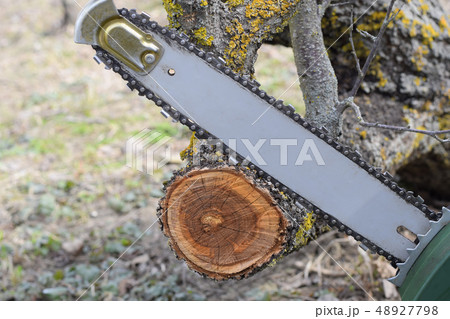 sawn electric sawing tree 48927798