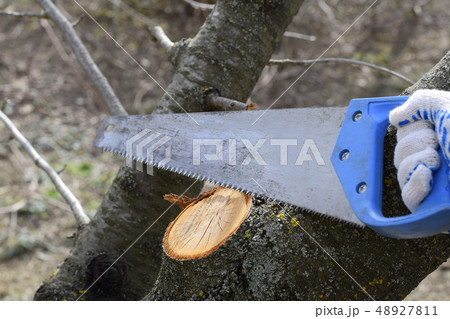 Saw a hacksaw at the cut branch. Cutting a tree Saw a hacksaw at the cut branch. Cutting a tree 48927811
