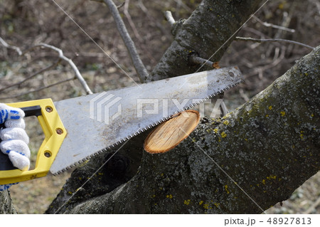 Saw a hacksaw at the cut branch. Cutting a tree Saw a hacksaw at the cut branch. Cutting a tree 48927813