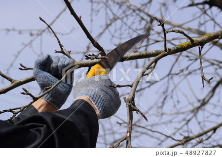 Cutting a tree branch with a hand garden saw. Cutting a tree branch with a hand garden saw. 48927827