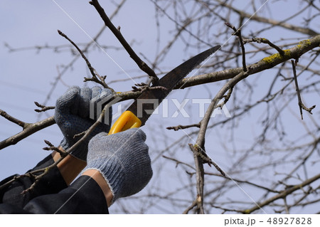 Cutting a tree branch with a hand garden saw. 48927828