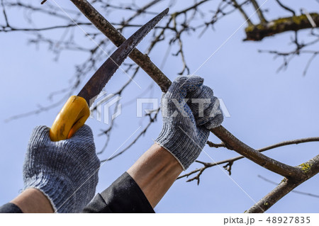 Cutting a tree branch with a hand garden saw. 48927835