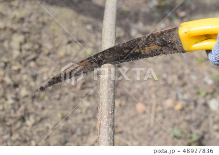 Cutting a tree branch with a hand garden saw. 48927836