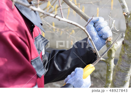 man cuts down a tree branch with a hand garden man cuts down a tree branch with a hand garden 48927843