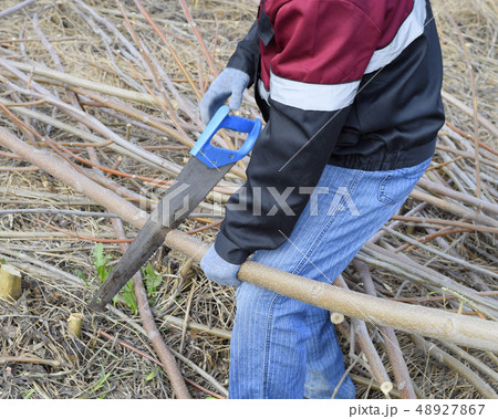 man saws sawing tree branch. Wood sawing with a 48927867