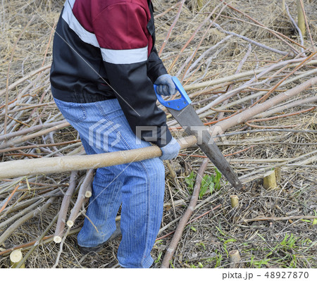man saws sawing tree branch. Wood sawing with a man saws sawing tree branch. Wood sawing with a 48927870
