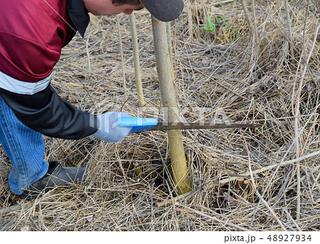 Sawing with a hand saw of a wood branch. Sawing with a hand saw of a wood branch. 48927934