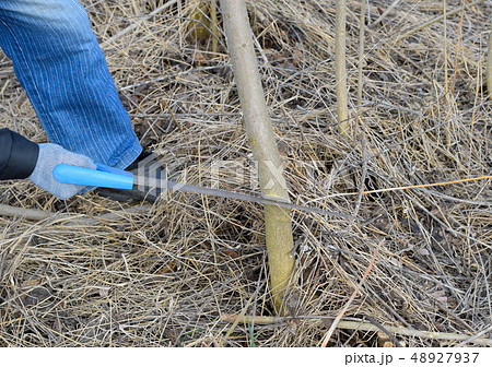 Hand sawing wood, Wood sawing with a hand saw. 48927937
