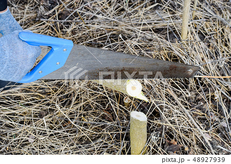 Hand sawing wood, Wood sawing with a hand saw. 48927939