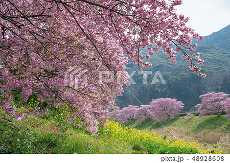【河津桜　南伊豆町】 48928608