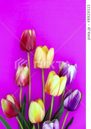 Spring flower of multi color Tulips  48929315