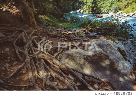 tree roots and sunshine in a green forest 48929702