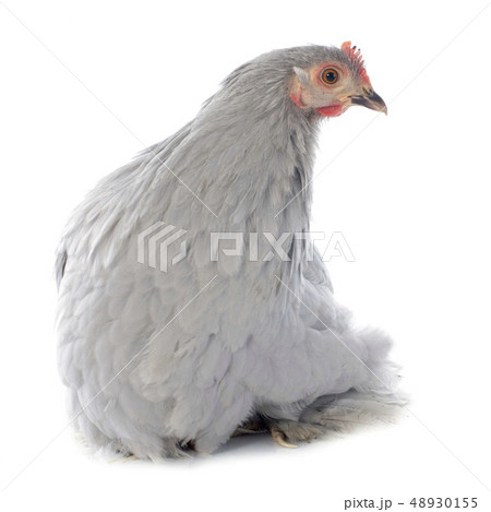 Pekin chicken Pekin chicken 48930155
