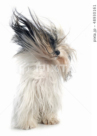 Tibetan terrier 48930161