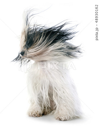 Tibetan terrier Tibetan terrier 48930162