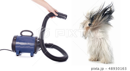 hair dryer for dog 48930163