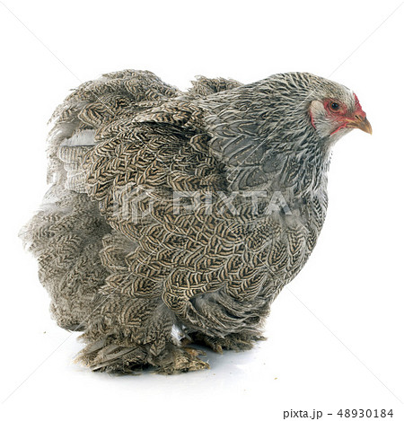brahma chicken 48930184