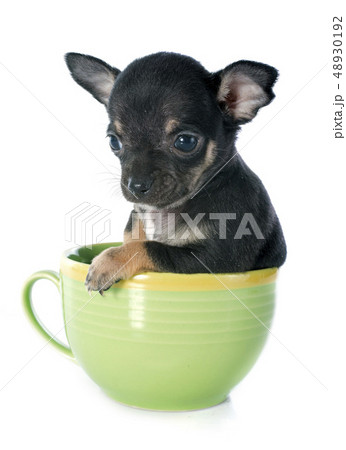 puppy chihuahua puppy chihuahua 48930192
