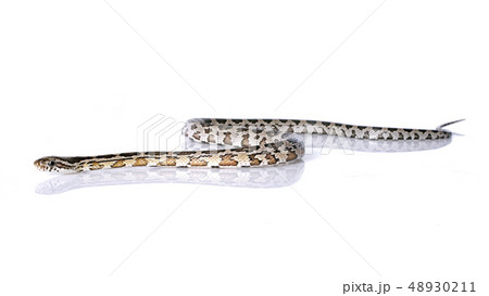 European ratsnake European ratsnake 48930211