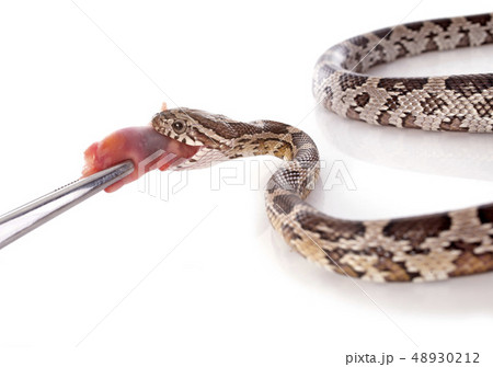 eating European ratsnake 48930212