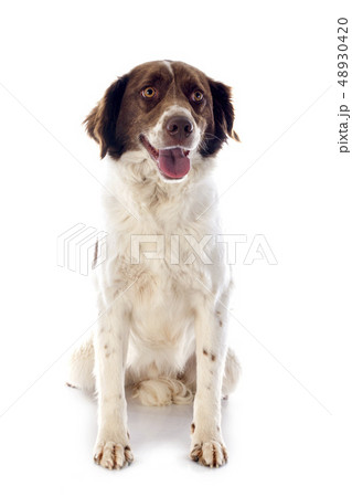 french spaniel 48930420