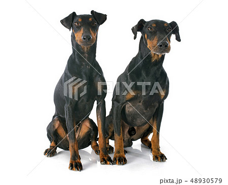 Manchester terriers Manchester terriers 48930579
