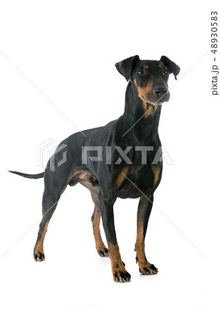 Manchester terrier 48930583