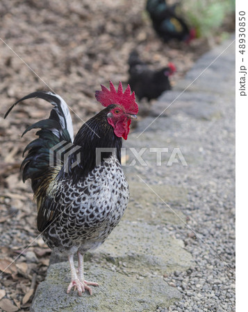 close up cock Dark Brahma Rooster standing on the road with two defocused hen in background close up cock Dark Brahma Rooster standing on the road with two defocused hen in background 48930850