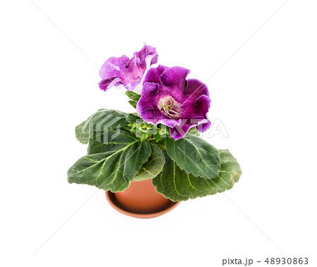 Gloxinia with lilac flowers. Room flower on a 48930863