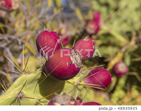 close up ripen red Indian fig opuntia tropic cactus fruit on plant prickly pear on green background 48930935