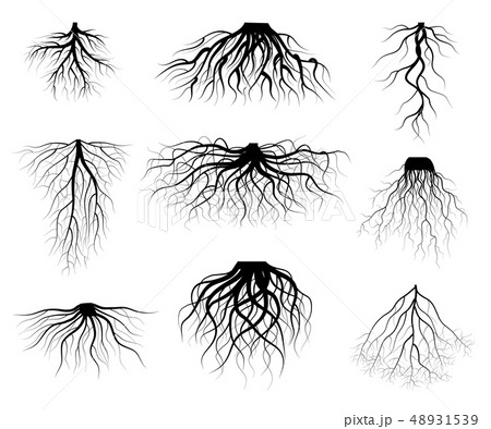 Silhouette Black Tree Roots Various Types Shapes Set. Vector 48931539