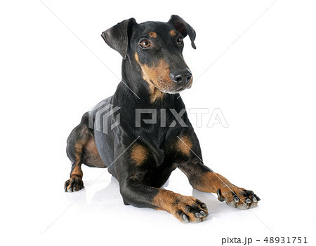 Manchester terrier Manchester terrier 48931751