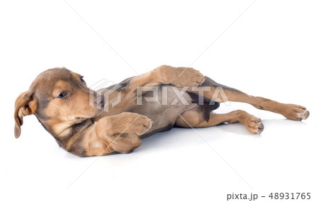 mix breed doberman 48931765