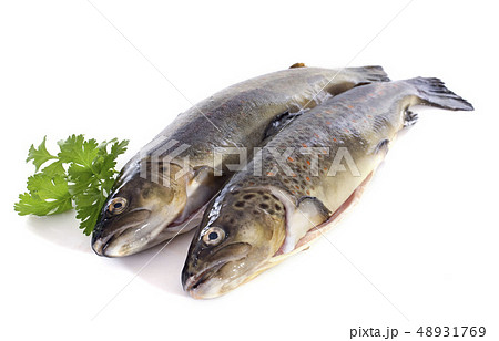 Brown trouts Brown trouts 48931769