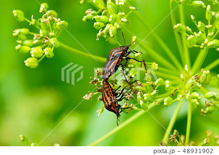 Italian striped bug Graphosoma lineatum italicum mating 48931902