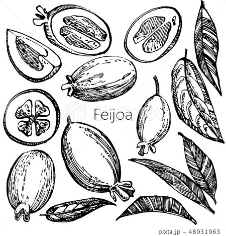 Collection of feijoa fruit, flower, leaves and feijoa slice. Graphic hand drawn illustration. 48931963