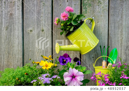 Seedlings of garden plants and flowers 48932037