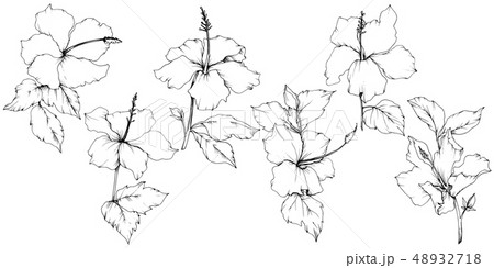Vector Hibiscus floral botanical flower. Black and white engraved ink art. Isolated hibiscus Vector Hibiscus floral botanical flower. Black and white engraved ink art. Isolated hibiscus 48932718