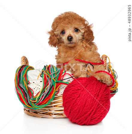 Toy Poodle puppy in wicker basket 48932965