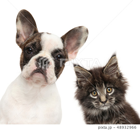 Kitten and puppy together Kitten and puppy together 48932966
