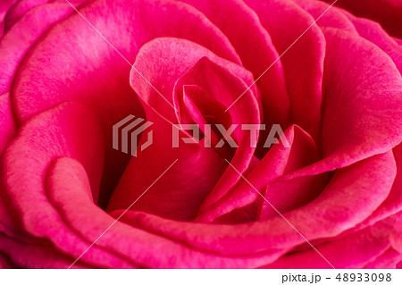 Scarlet rose bud. Scarlet rose bud. 48933098